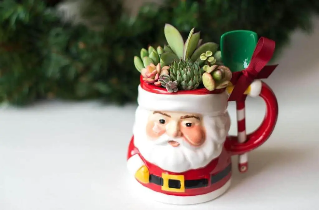 DIY Succulent Christmas Decorations