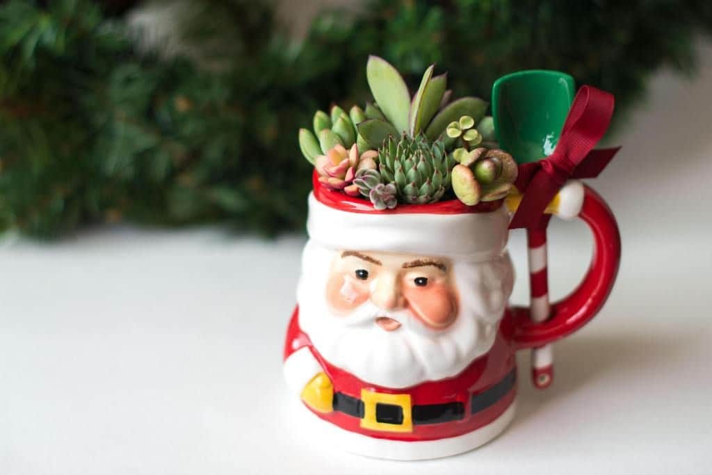 Diy Succulent Christmas Decorations Succulents Network