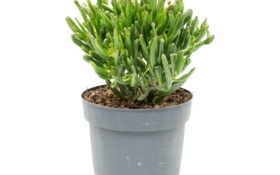 Crassula Ovata ‘Gollum Jade’