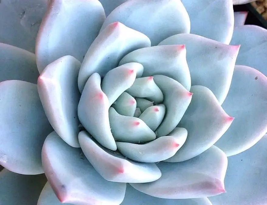 9 Amazing Blue Succulents