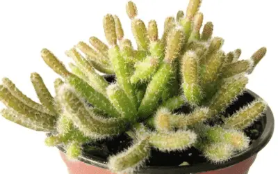 Disocactus Flagelliformis ‘Rat-Tail Cactus’