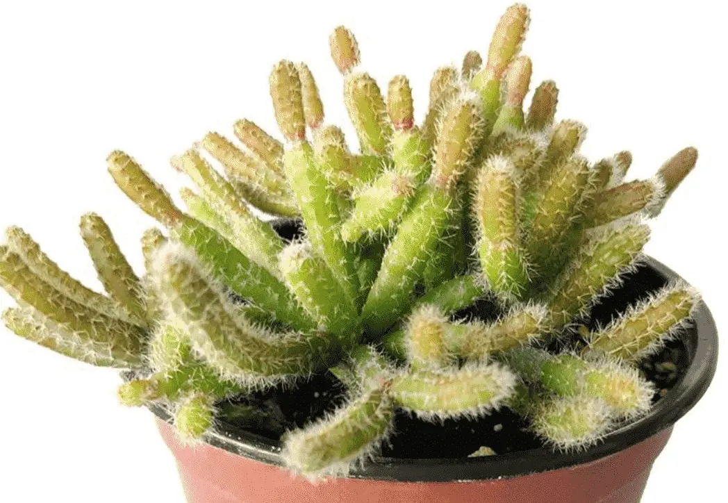Disocactus Flagelliformis 'Rat-Tail Cactus'