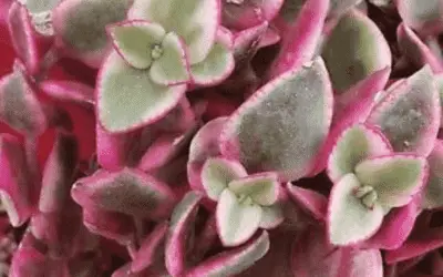 Crassula Marginalis Rubra Variegata