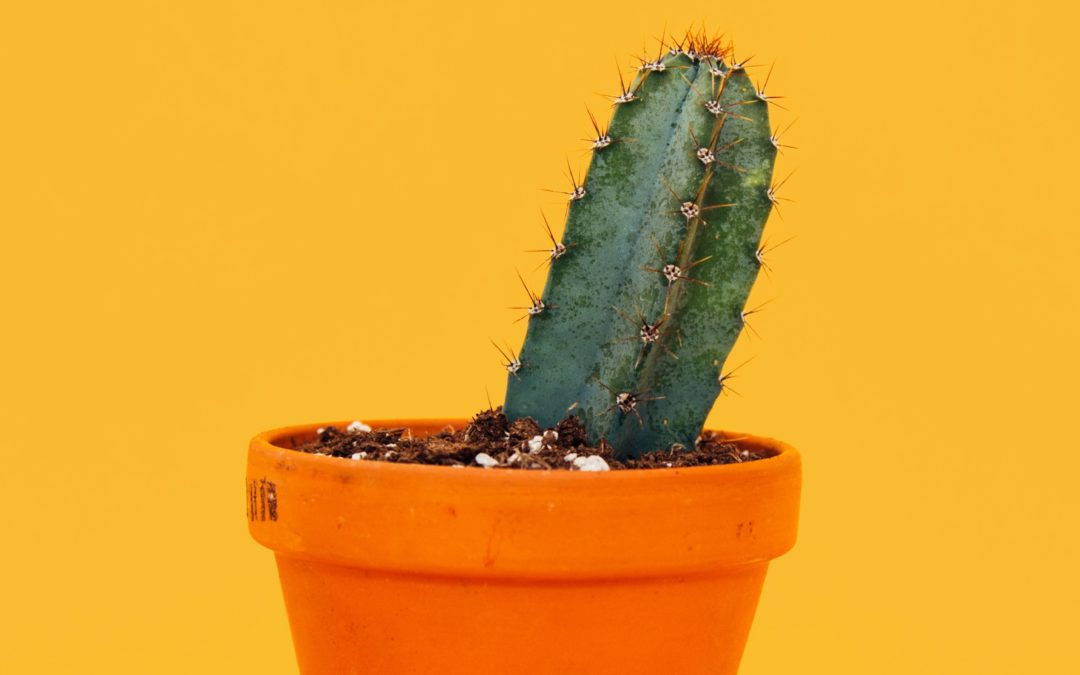 What’s Diffirence Between Succulents And Cacti?