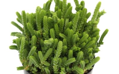 Crassula Muscosca ‘Watch Chain’