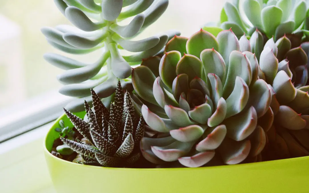 Why Are Succulent Leaves Falling Off?