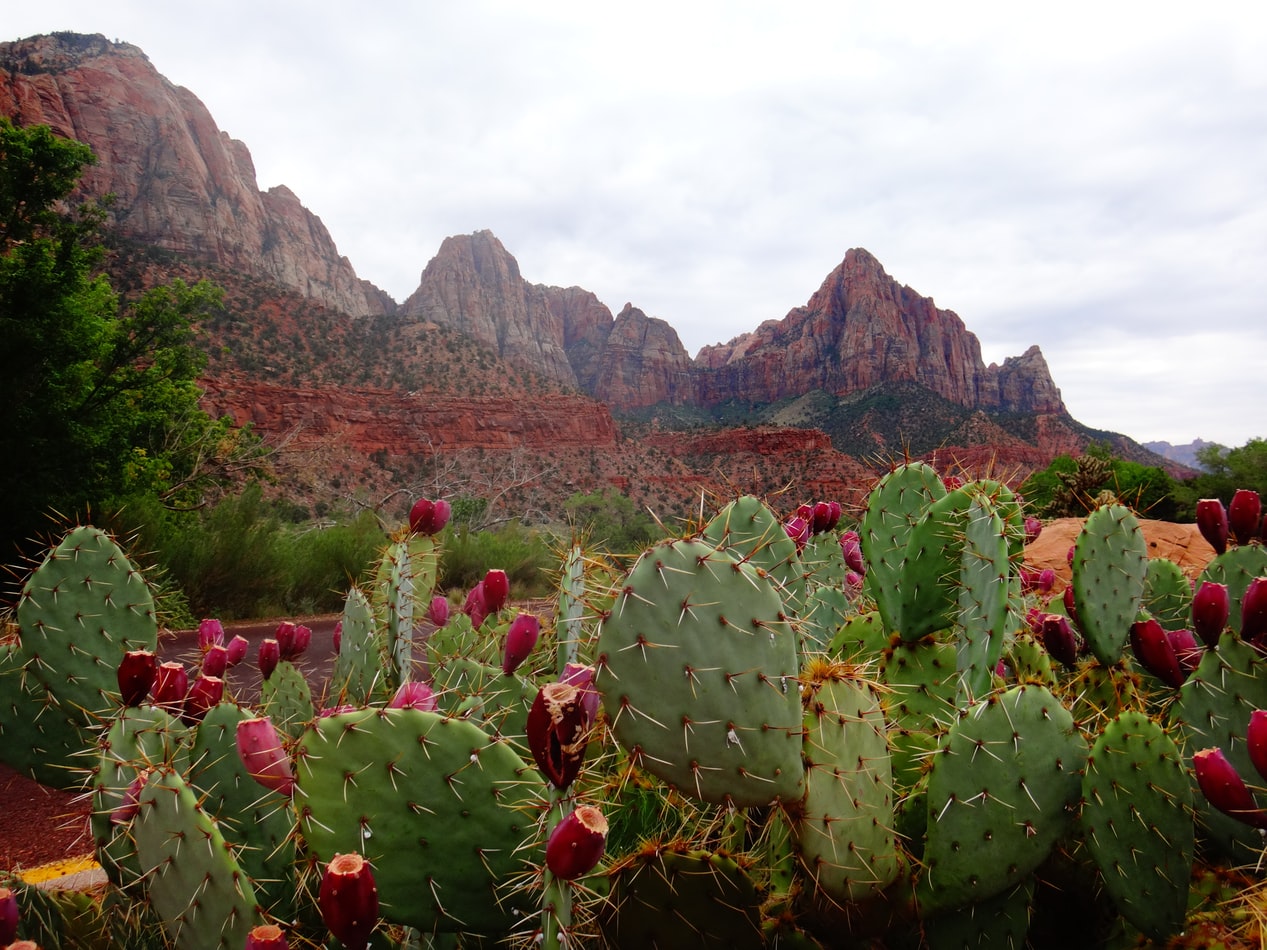 How Fast Do Cactus Grow? (Guide With Pictures)| Succulents ...