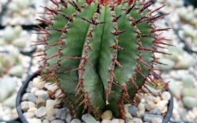 Euphorbia cereiformis ‘Milk Barrel Cactus’