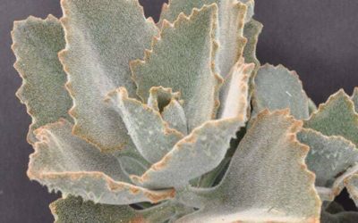 Kalanchoe Beharensis ‘Fang’