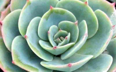 Echeveria Imbricata ‘Blue Rose’