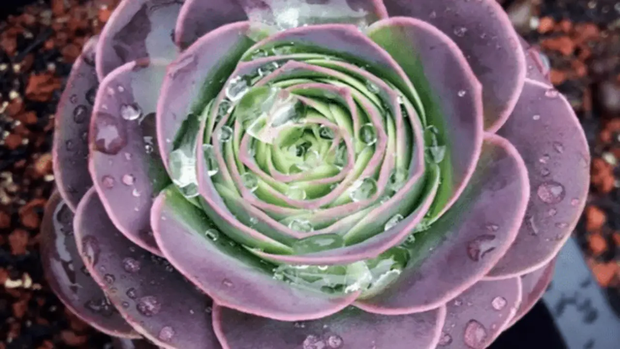 Top 20 Most Beautiful Purple Succulents In The World With Pictures Succulents Network