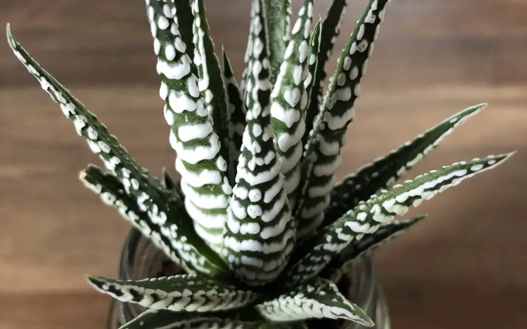 Zebra Plants Care