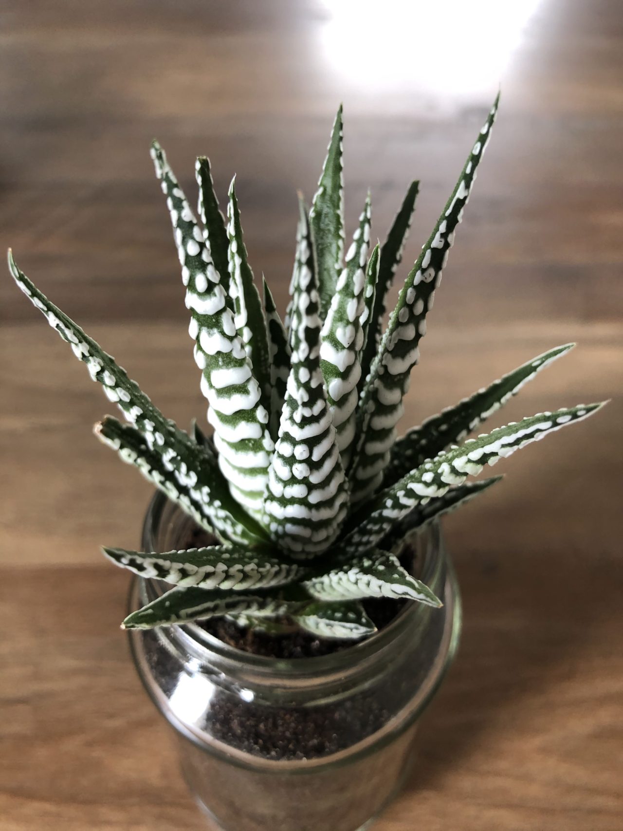 Haworthia Fasciata 'Zebra Haworthia' (Care Guide) Succulents Network
