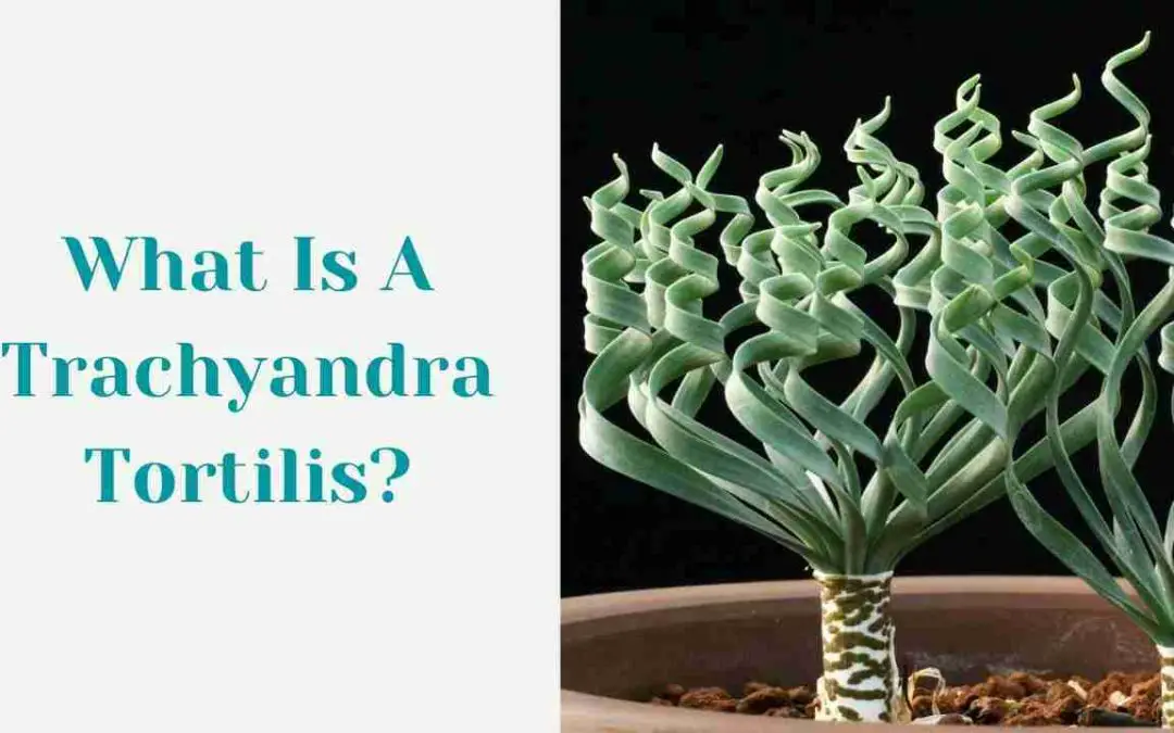 What Is A Trachyandra Tortilis?