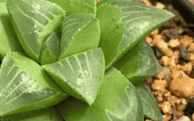 Haworthia Retusa ‘Star Cactus’