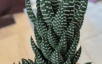 Haworthia Reinwardtii ‘Zebra Wart’