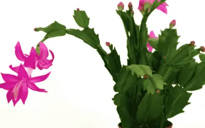 Schlumbergera Truncata ‘Christmas Cactus’