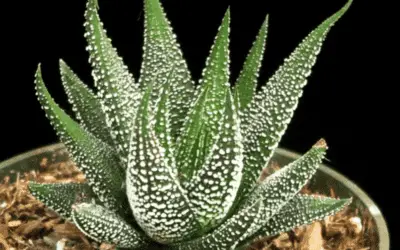 Haworthia Concolor