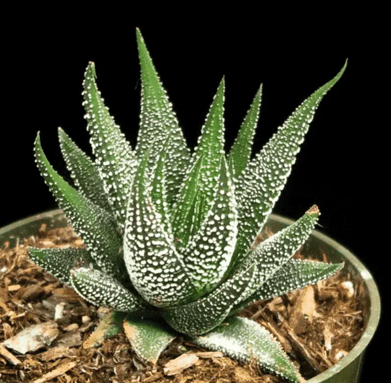 Haworthia concolor