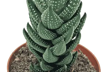 Haworthia Coarctata