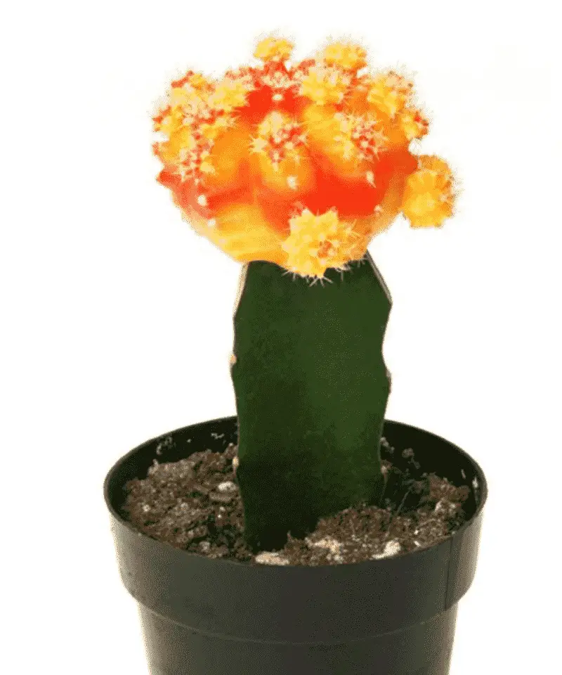 Gymnocalycium mihanovichii 'Moon Cactus'