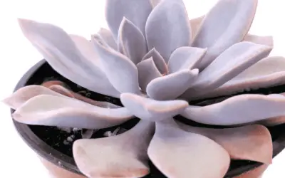 Graptoveria ‘Debbie’