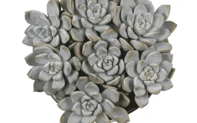 Graptosedum ‘Ghosty’