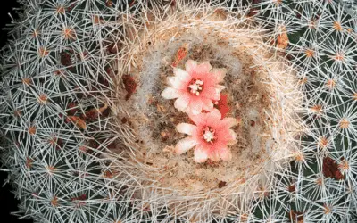 Epithelantha Micromeris ‘Button Cactus’