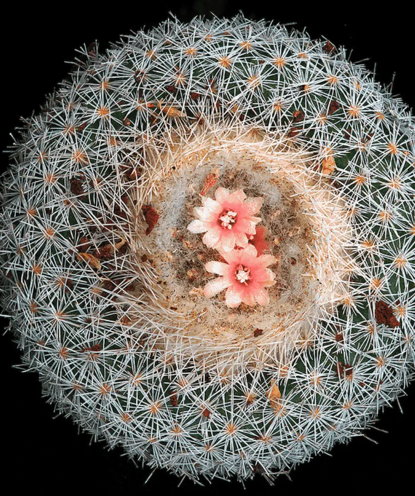 Epithelantha Micromeris 'Button Cactus'