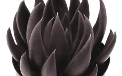 Echeveria ‘Black Knight’