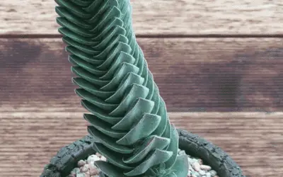 Crassula ‘Buddha’s Temple’