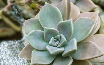 Graptopetalum Paraguayense ‘Ghost Plant’