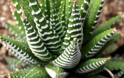 Haworthia Fasciata ‘Zebra Haworthia’