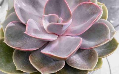 Echeveria ‘Perle Von Nurnberg’