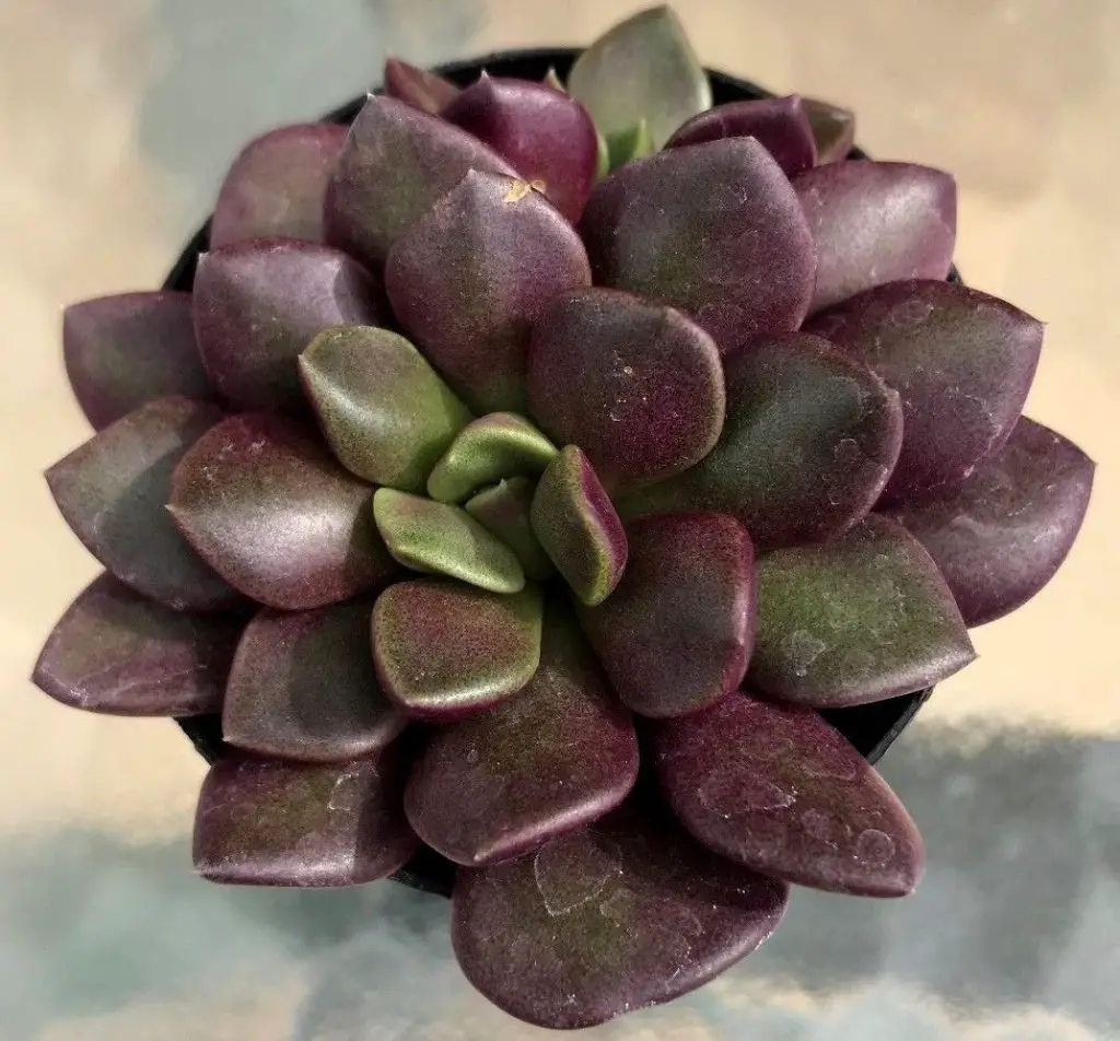 Top 20 Most Beautiful Purple Succulents In The World - Succulents Network