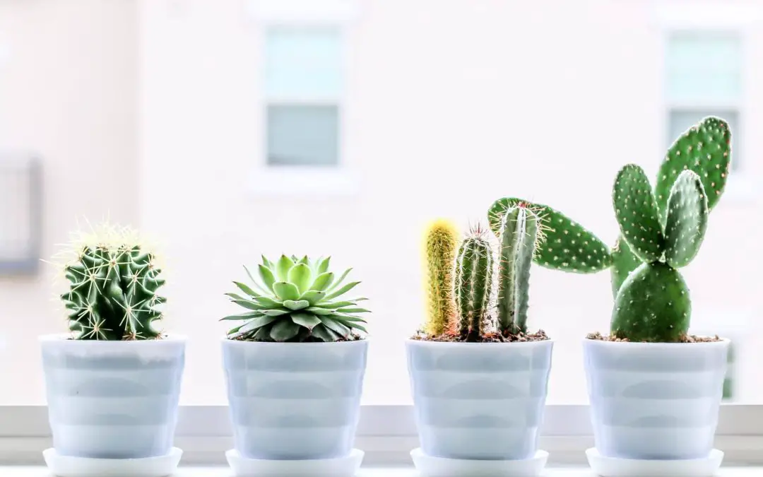 8 Tips On How Often To Water Succulents