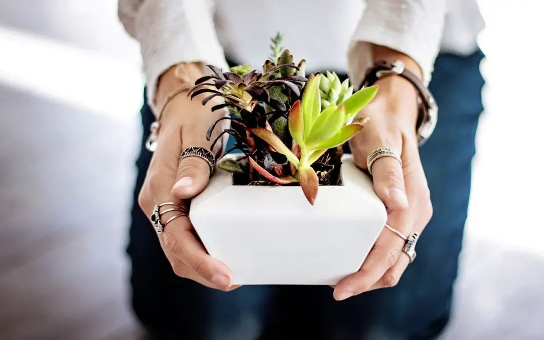 How To Care For Indoor Succulents