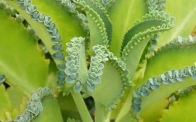 Kalanchoe Daigremontiana ‘Mother of Thousands’