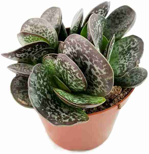 Adromischus Maculatus