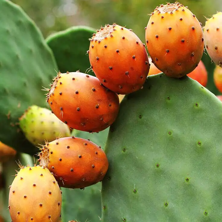 Cactus You Can Eat (With Pictures) - Succulents Network
