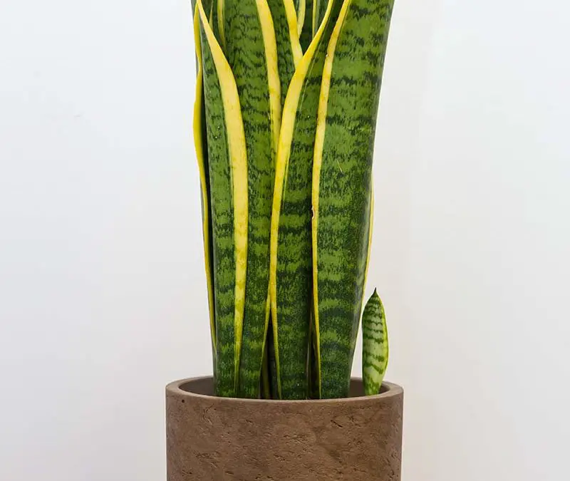 Sansevieria Trifasciata Care