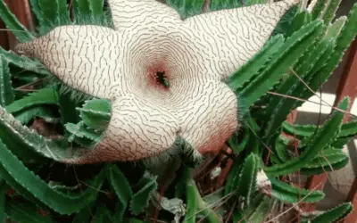 Stapelia Gigantea ‘Zulu Giant’