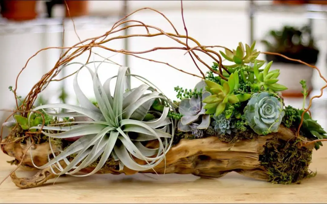 Air Plant Succulent Guide