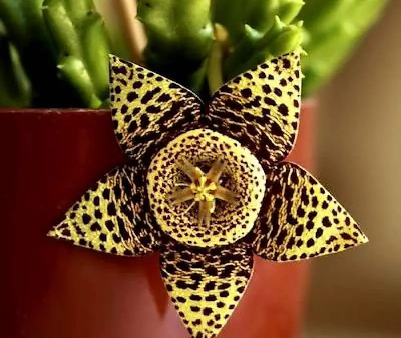 Stapelia Cactus Plant Care