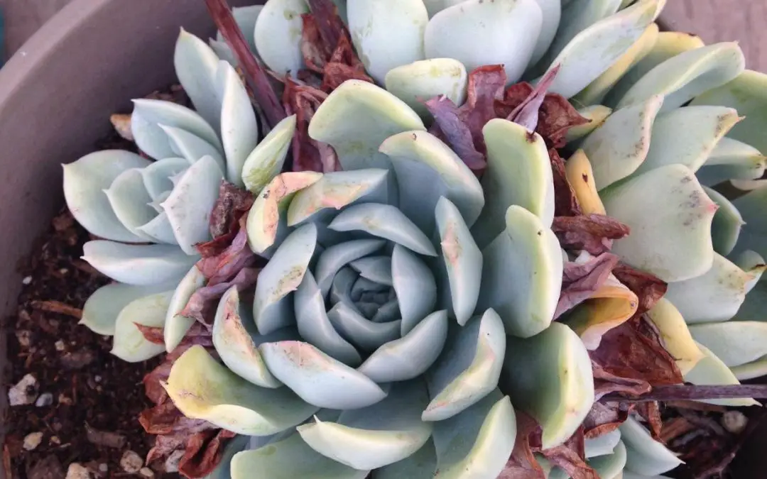 Succulents Turning Brown