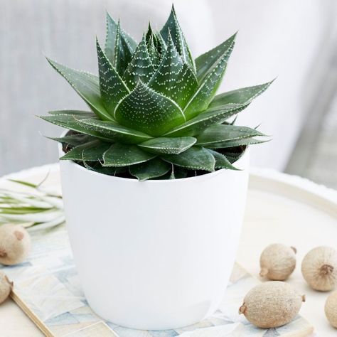 Aloe Aristata Care Guide