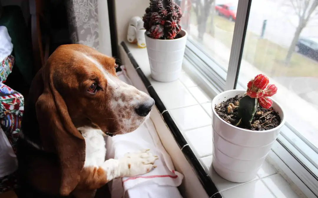 Are Cactuses Poisonous to Dogs?