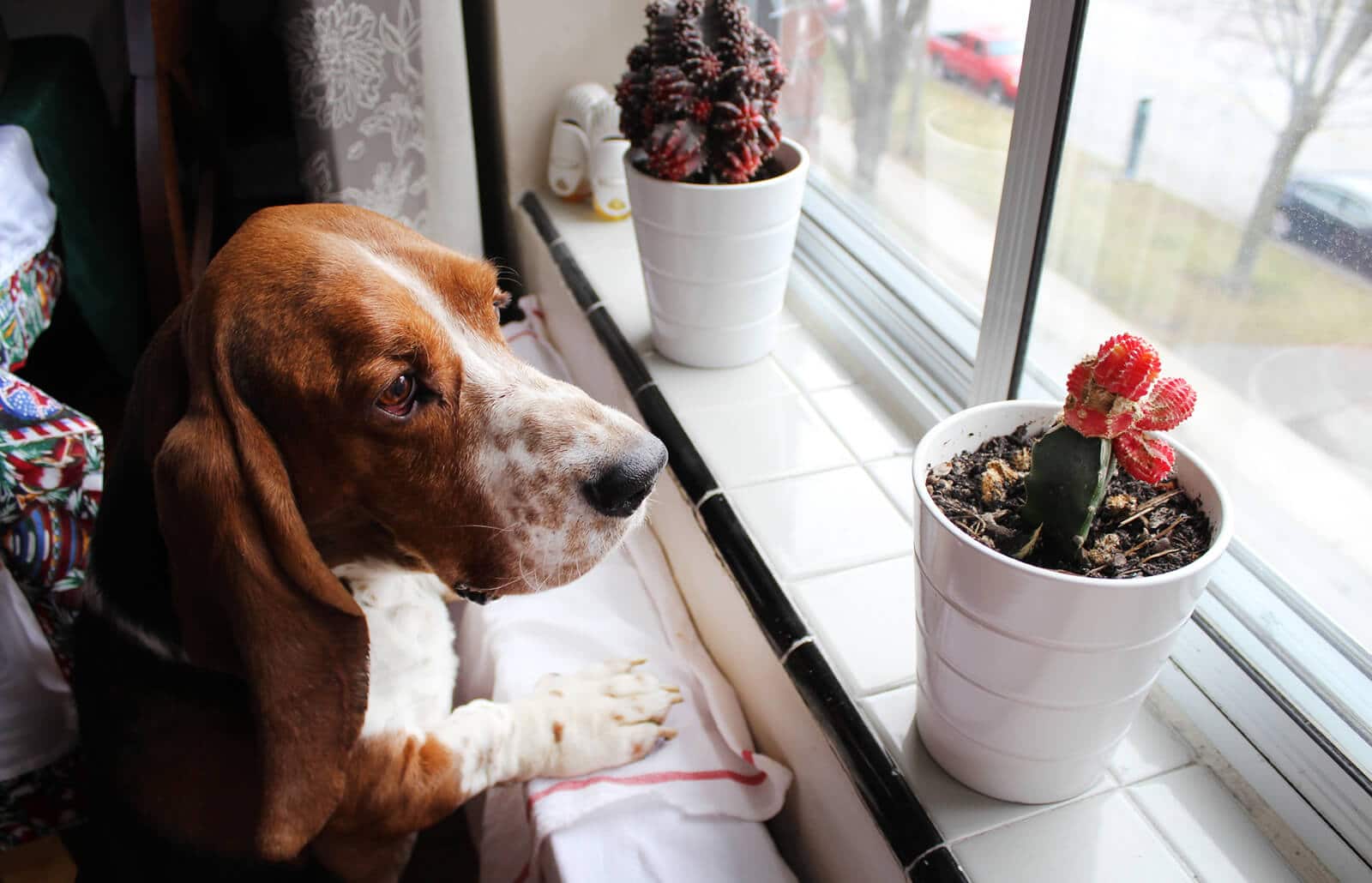 Are Cactuses Poisonous to Dogs? - Succulents Network