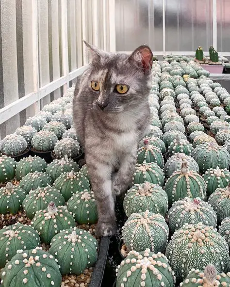 Download Are Cactuses Poisonous To Cats Succulents Network