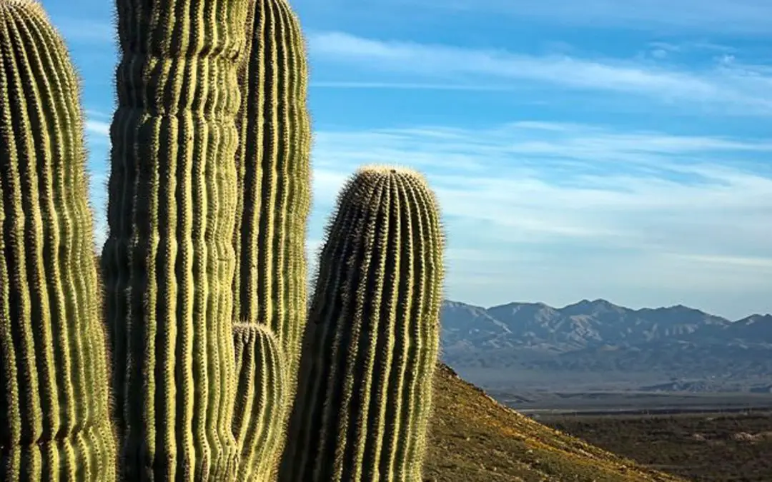 How Long Do Saguaro Cactus Live